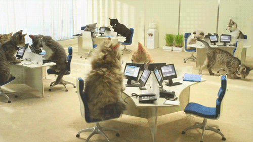 Catsworking.gif