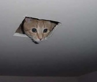 Hezbucho-stalker-kitty.jpg
