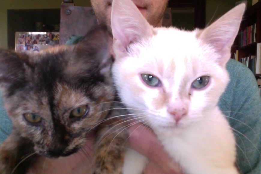 newkittens.jpg